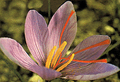 crocus